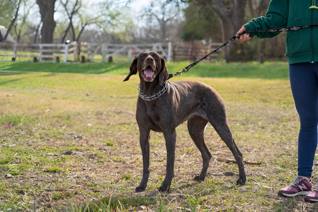 PET Enjoy Better Walks With reliable Leashes