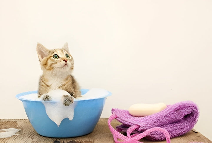 Making Pet Bath Time More Comfortable